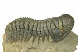 -D Crotalocephalina Trilobite - Atchana, Morocco #289069-1